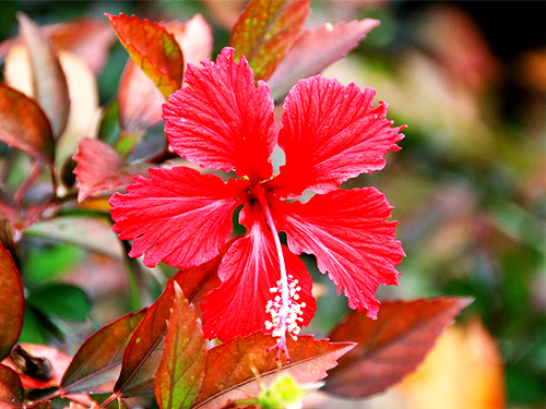 ハイビスカスの画像