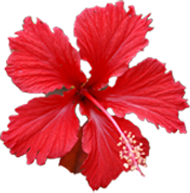 ハイビスカスの画像