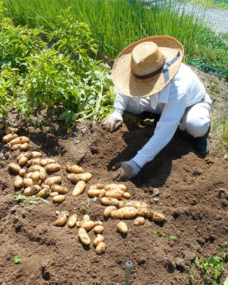 一子相伝の純粋「シモン」