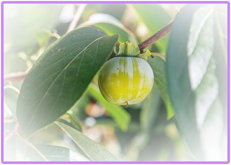 柿タンニンの画像