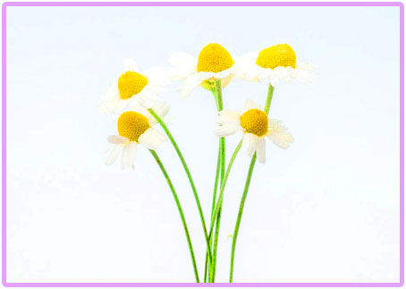 カモミールの画像