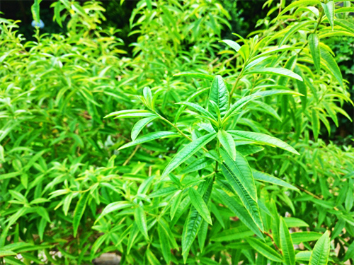 レモンバーベナの画像