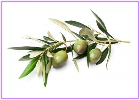 オリーブの画像