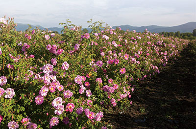 ブルガリア・ローズの谷