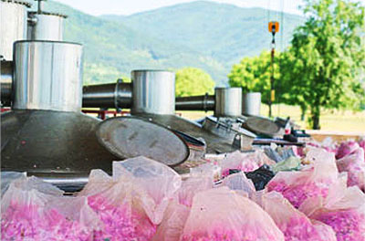 ローズオットー